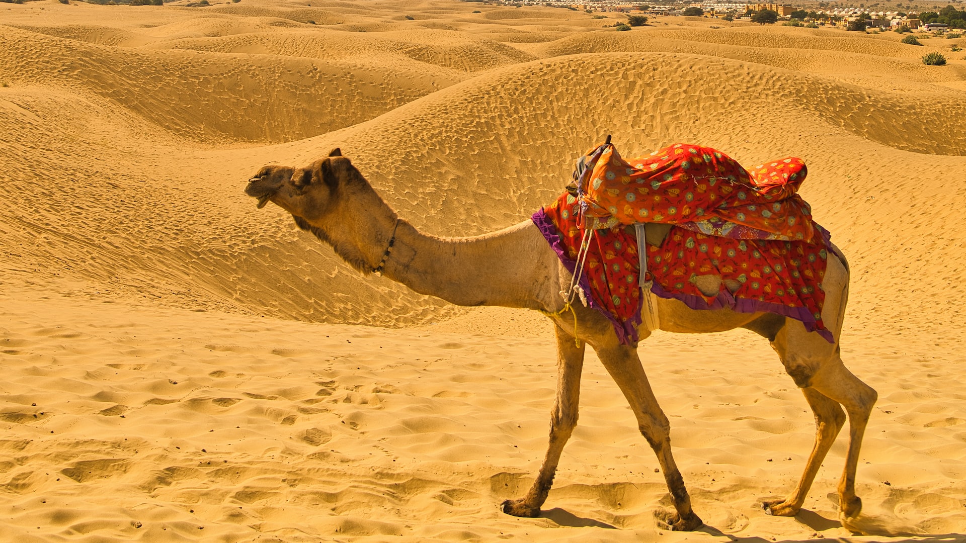 Camel Safari in Jaisalmer - The Best Outdoor Adventures in West India