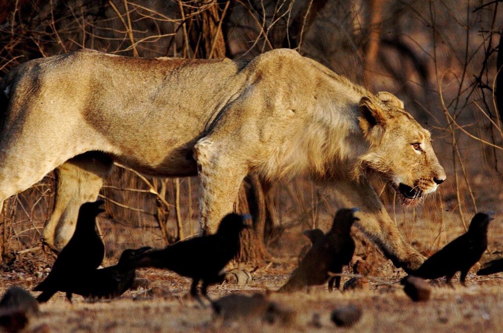 Gir Forest National Park - Tourist Attractions in Gujarat