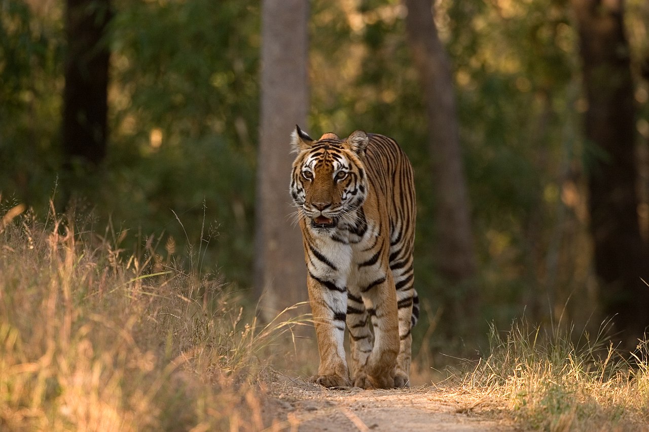 Kanha National Park