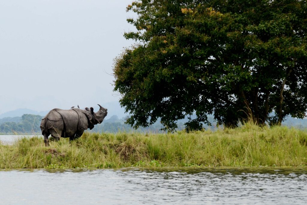 Kaziranga National Park, Assam - List of UNESCO World Heritage Sites in India Kaziranga National Park, Assam, India