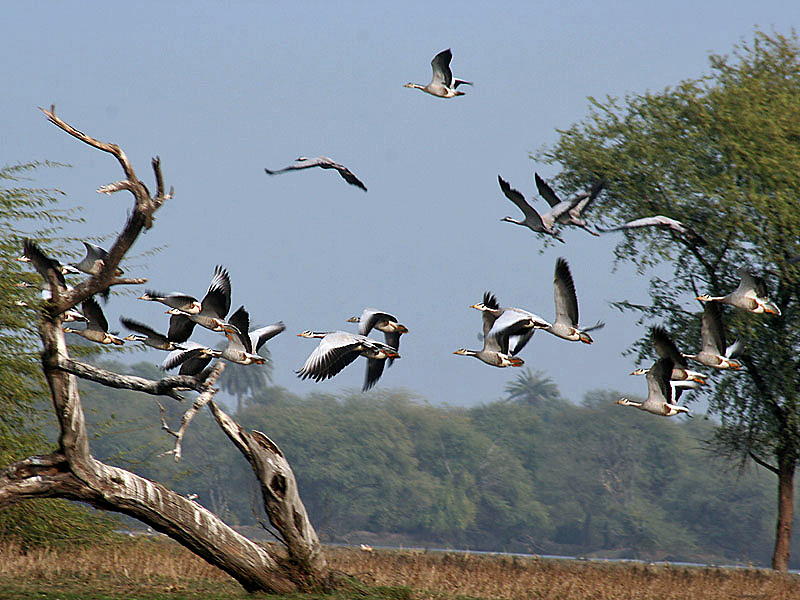Keoladeo National Park, Rajasthan - List of UNESCO World Heritage Sites in India Keoladeo National Park, Rajasthan, India