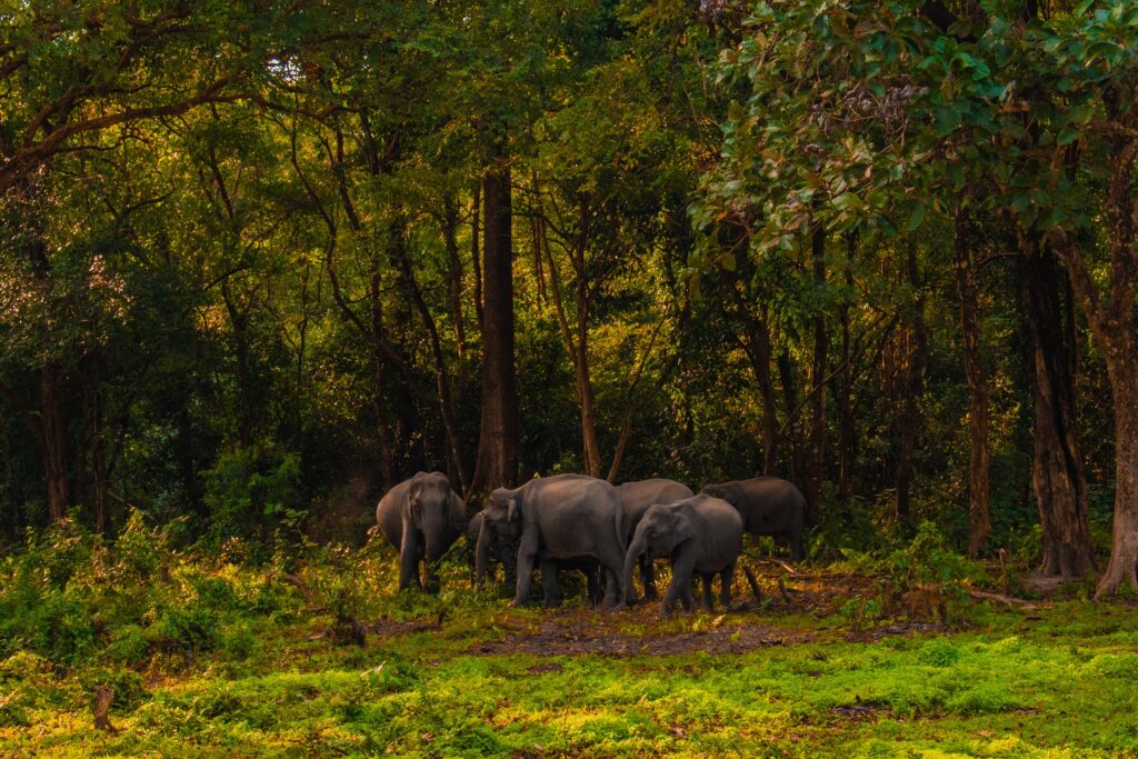 Manas Wildlife Sanctuary, Assam - List of UNESCO World Heritage Sites in India Manas Wildlife Sanctuary, Assam, India