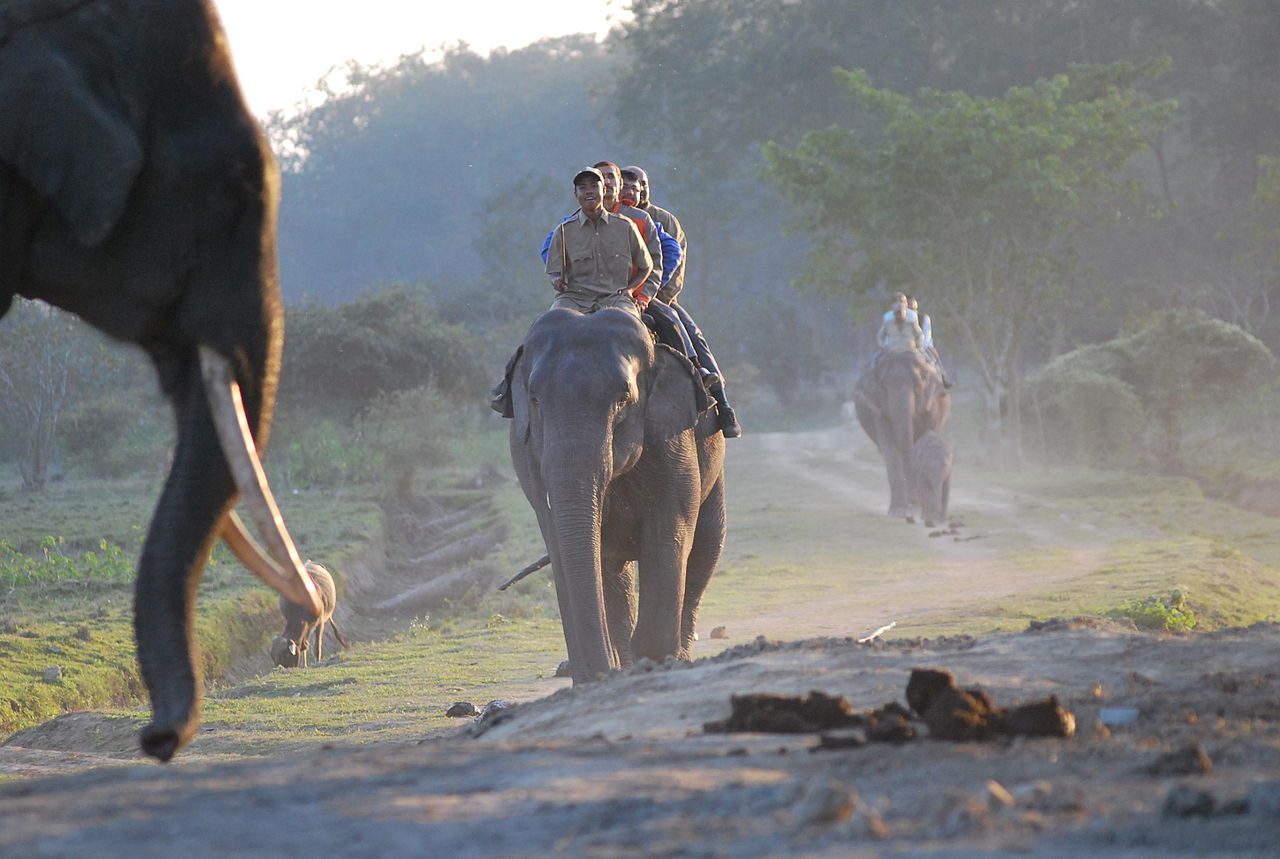 Pobitora Wildlife Sanctuary