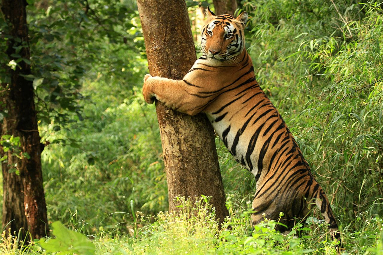 Safari in Kanha National Park