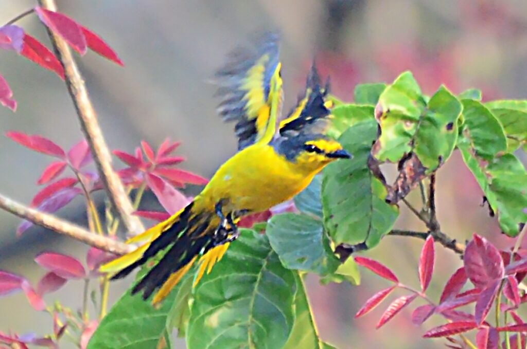 Salim Ali Bird Sanctuary, Goa