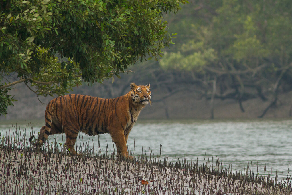 Sundarbans National Park, West Bengal - List of UNESCO World Heritage Sites in India Sundarbans National Park, West Bengal, India