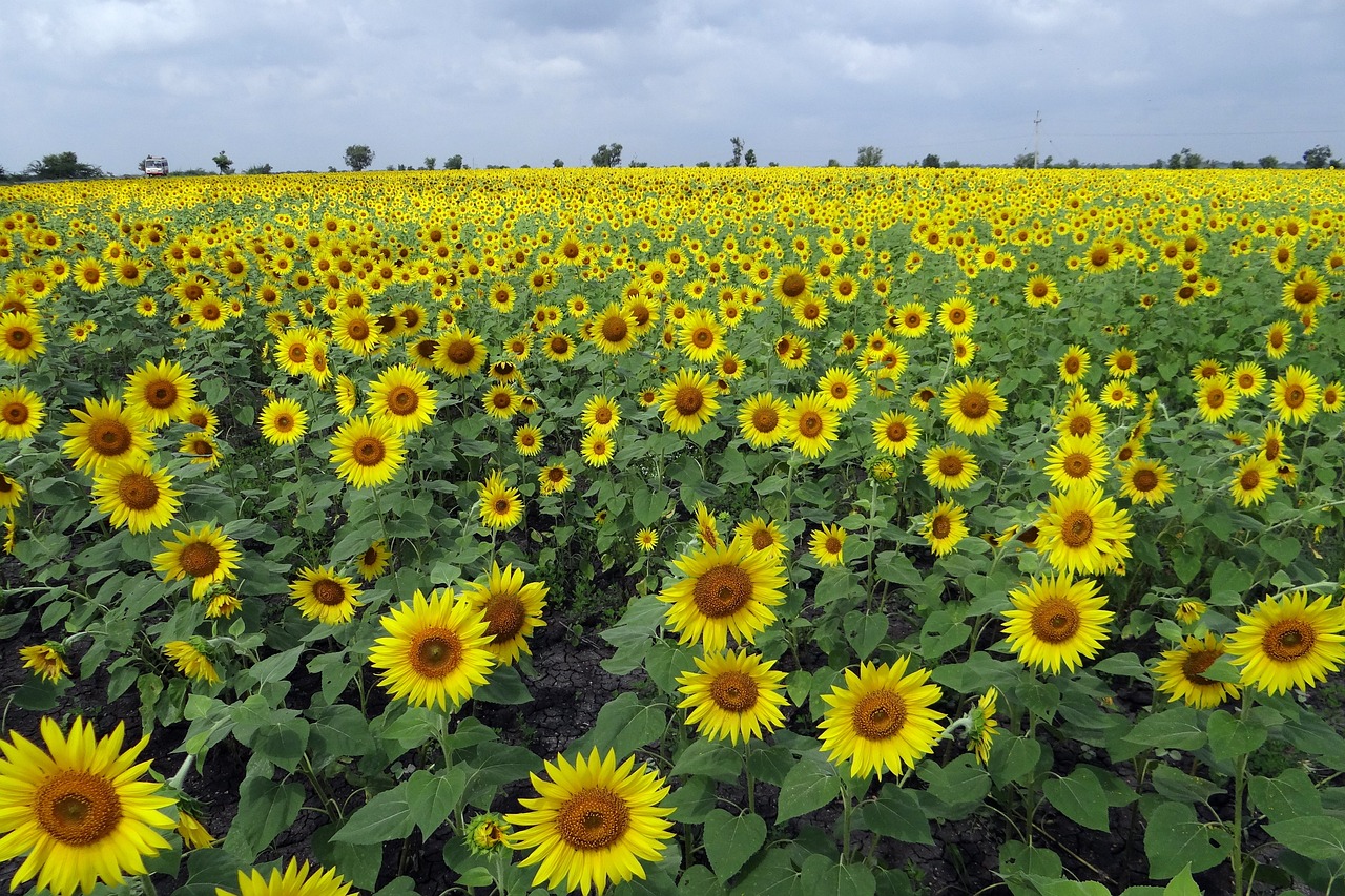 India’s Most Beautiful Flower Valleys