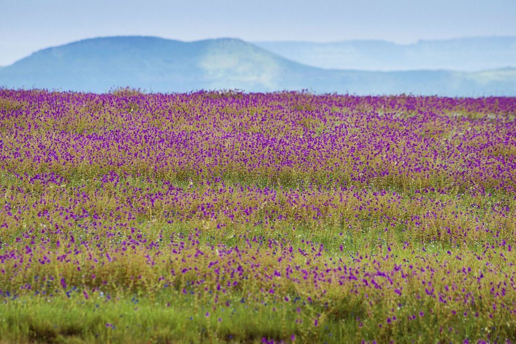 India's Beautiful Flower Valleys - Kaas Plateau