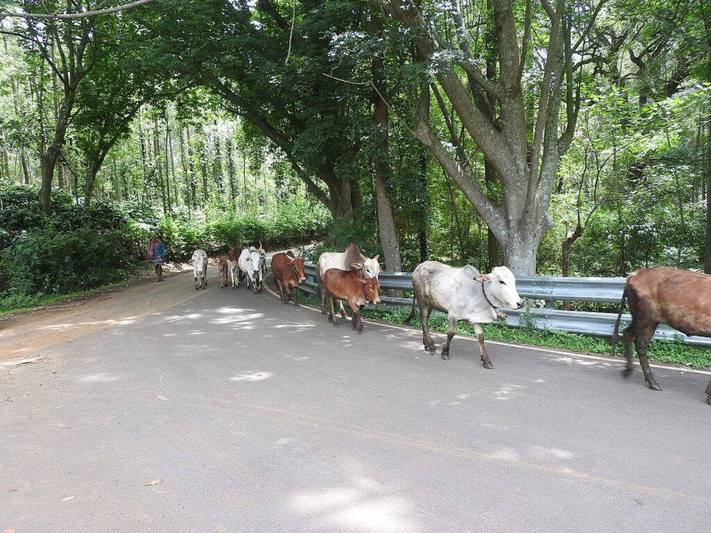 Yercaud – A Beautiful Hill Station in Tamil Nadu