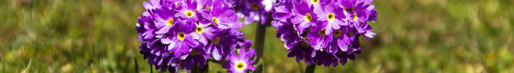 Yumthang Valley - India's Most Scenic Flower Valleys