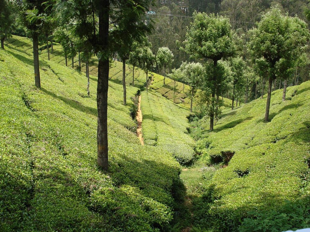 Coonoor - Tamil Nadu Honeymoon Destinations