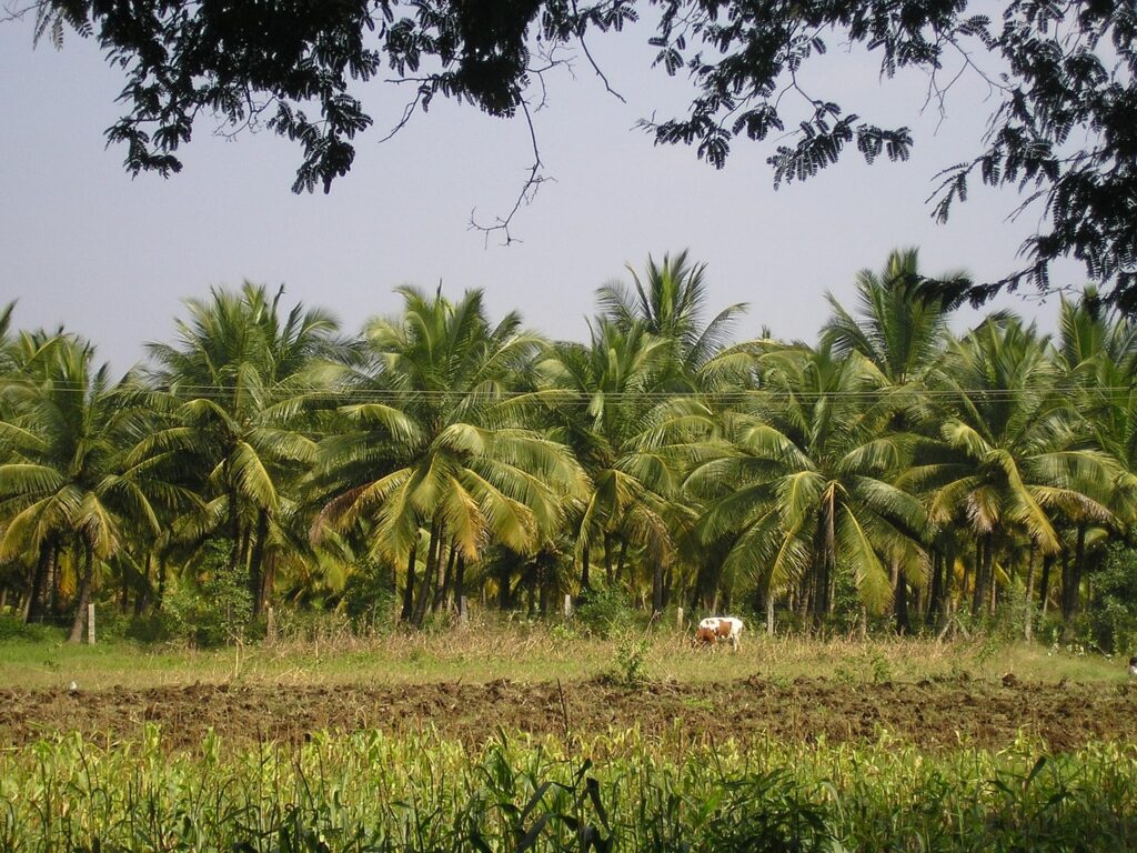 Thanjavur