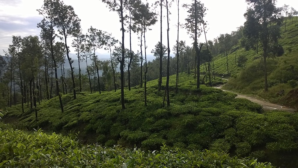 Chembra Peak - Weekend Getaways Near Wayanad