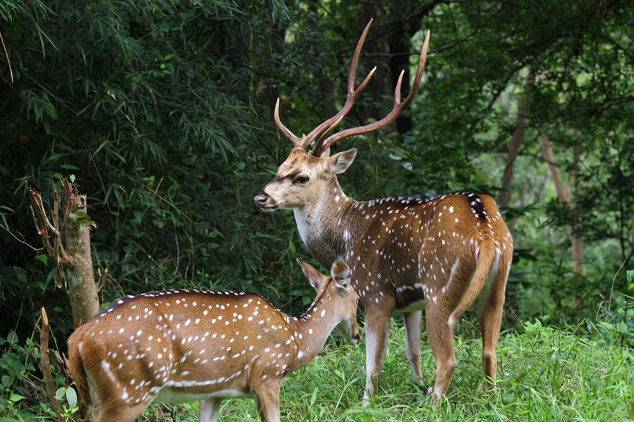 Parambikulam Wildlife Sanctuary