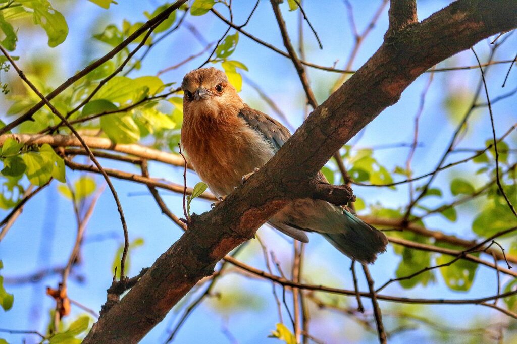 Pench National Park Travel Guide