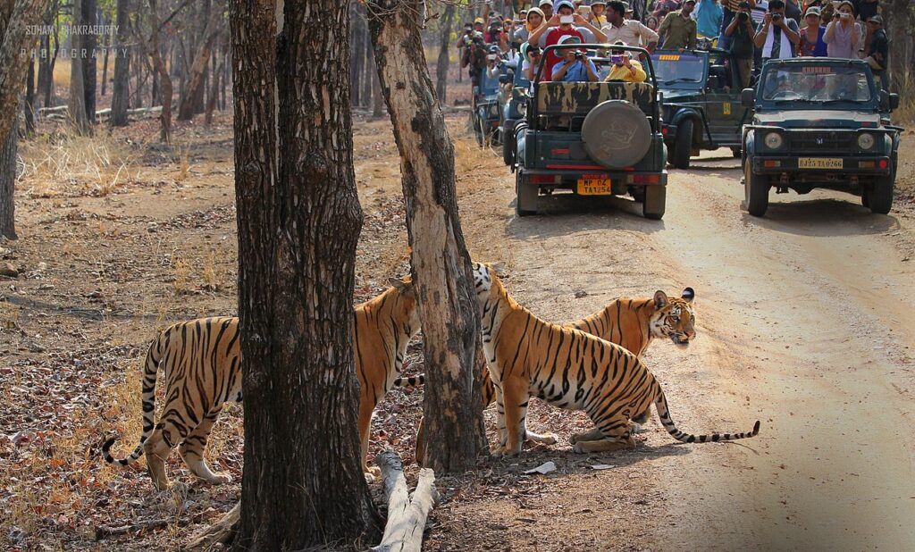 Pench National Park Travel Guide