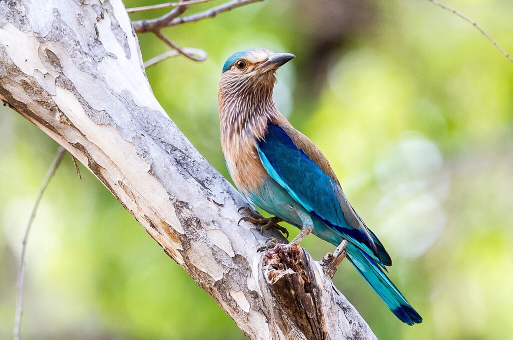 Indian Roller Pench