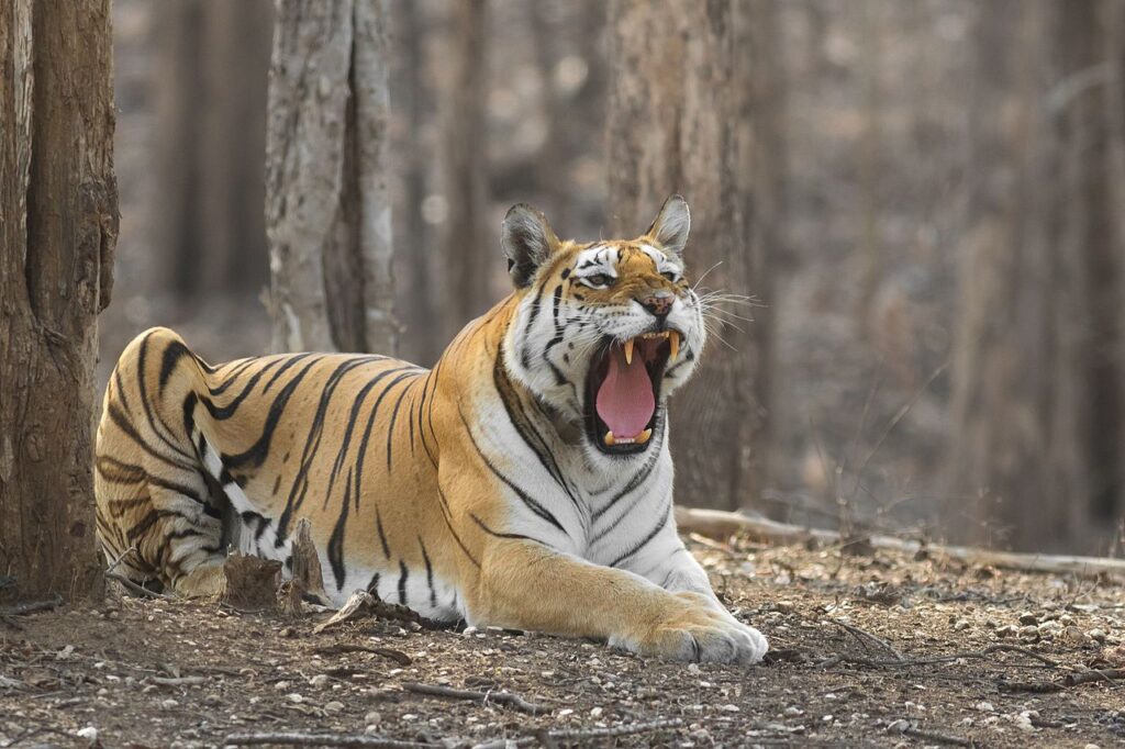 A Wildlife Adventure in Pench National Park: A Travel Guide