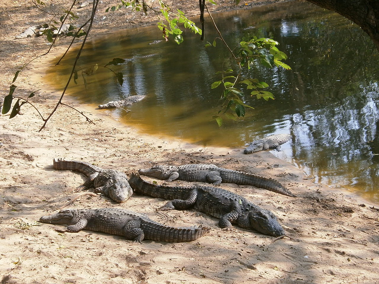 Crocodile Bank: Photographic Locations in Mahabalipuram