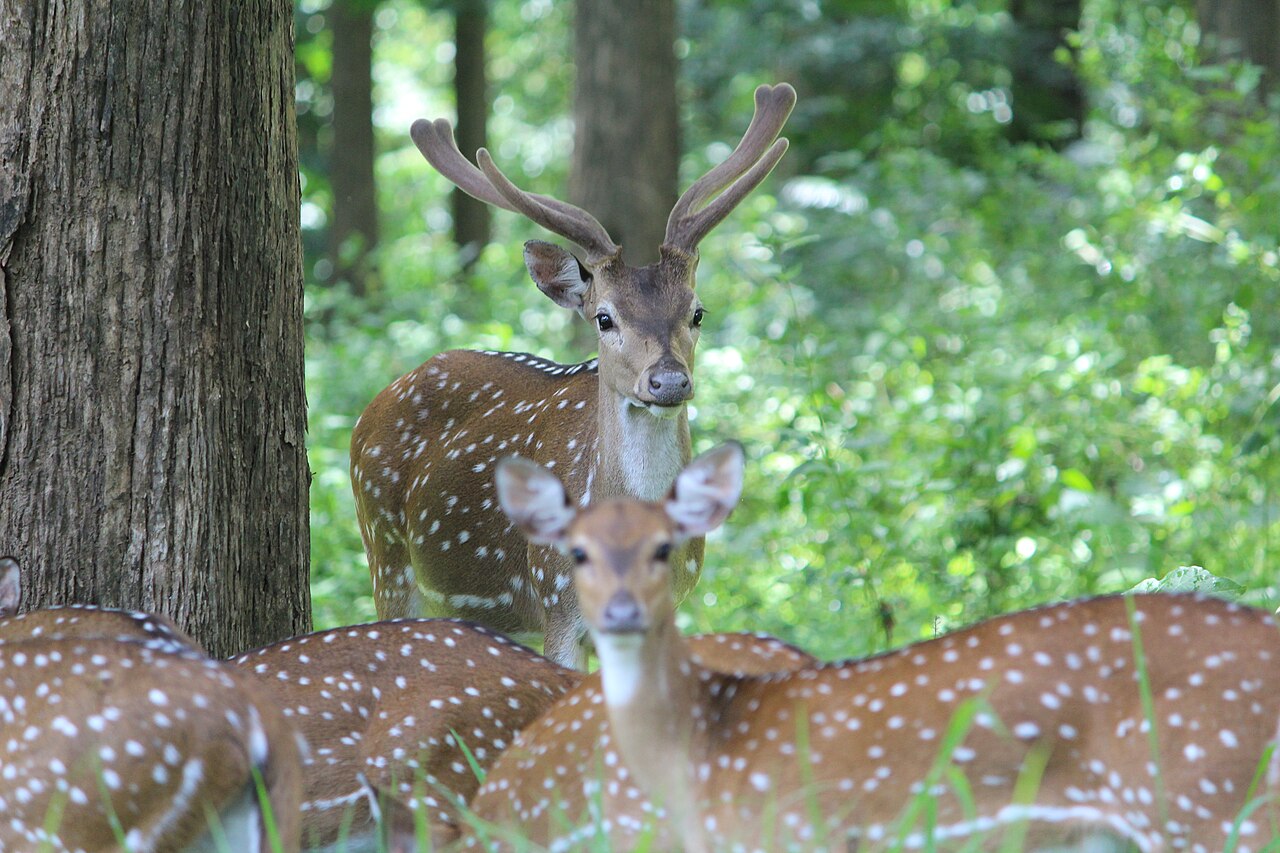 Parambikulam Tiger Reserve