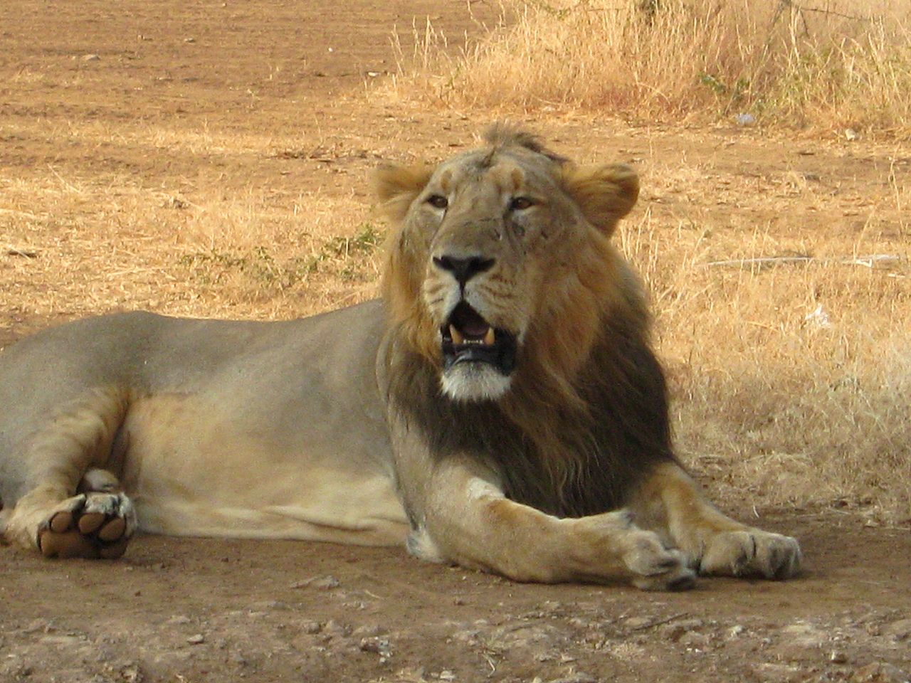 Asiatic Lion Gir Forest 