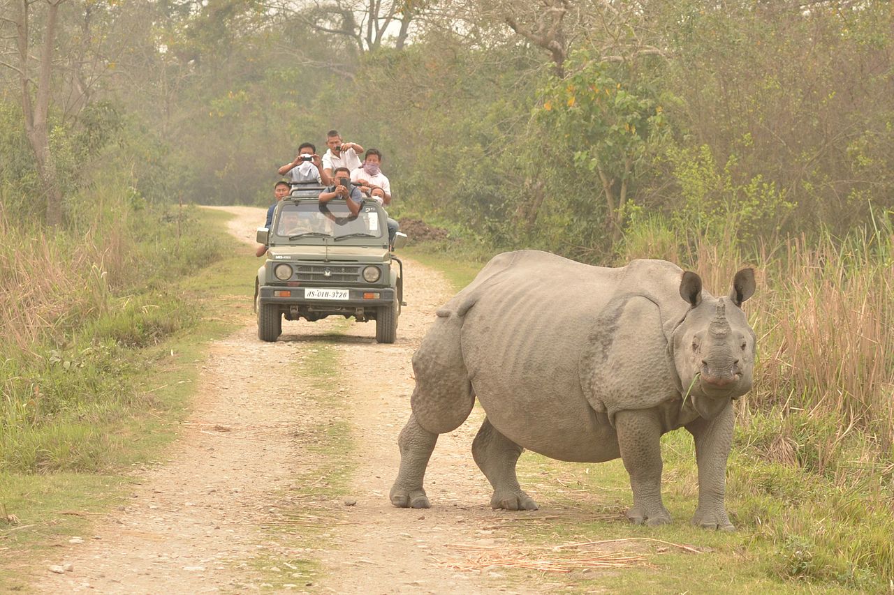 Rhino in Kaziranga National Park in Assam