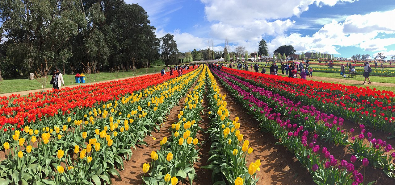 Tulip Festival of Kashmir