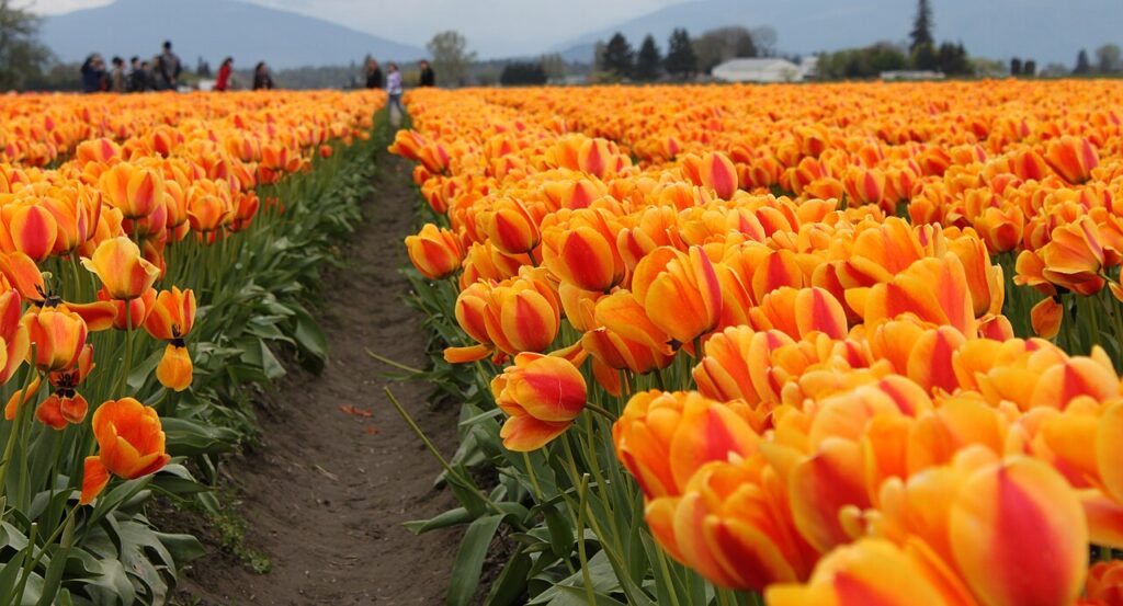 Tulip Festival of Kashmir: A Celebration of Spring’s Beauty