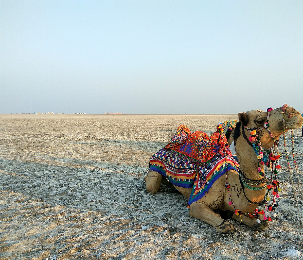 Camel Safaris