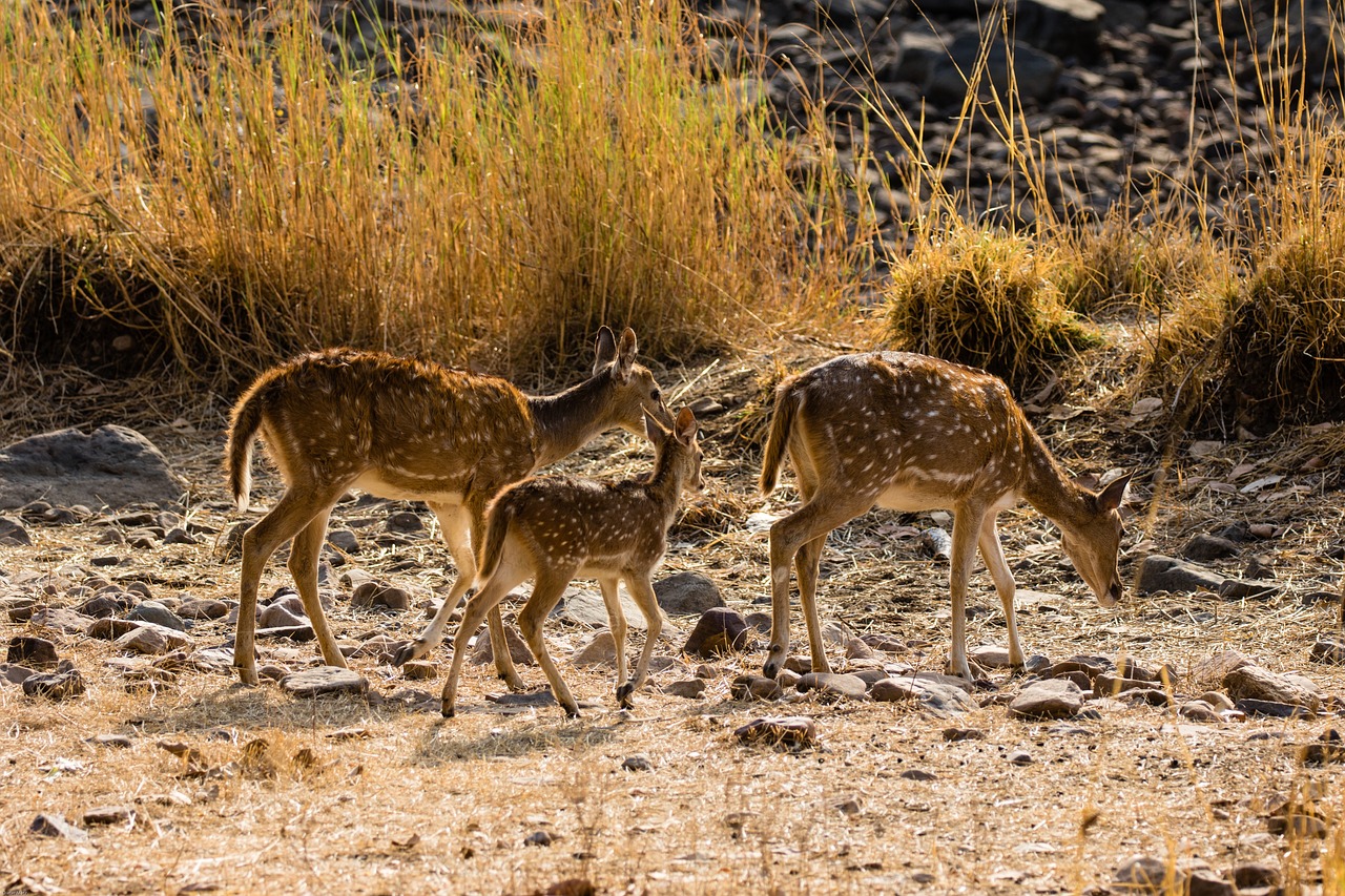 Ranthambore - Weekend Getaways from Delhi to Rajasthan