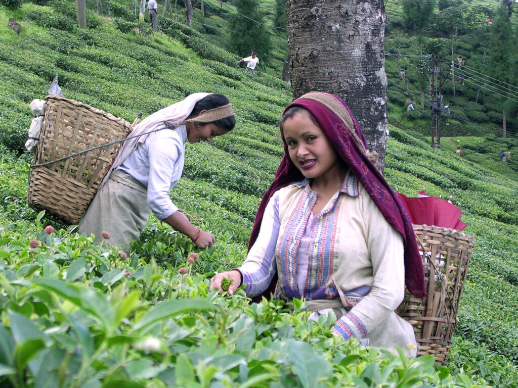 Tea Plantations of Darjeeling