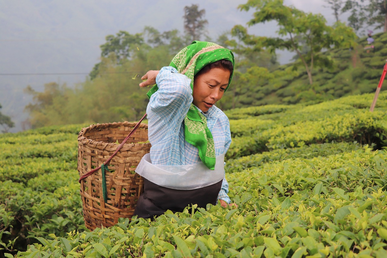 Discovering the Natural Beauty of Darjeeling