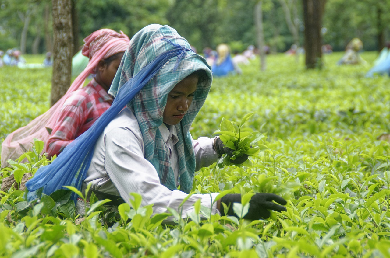 Discovering the Natural Beauty of Darjeeling