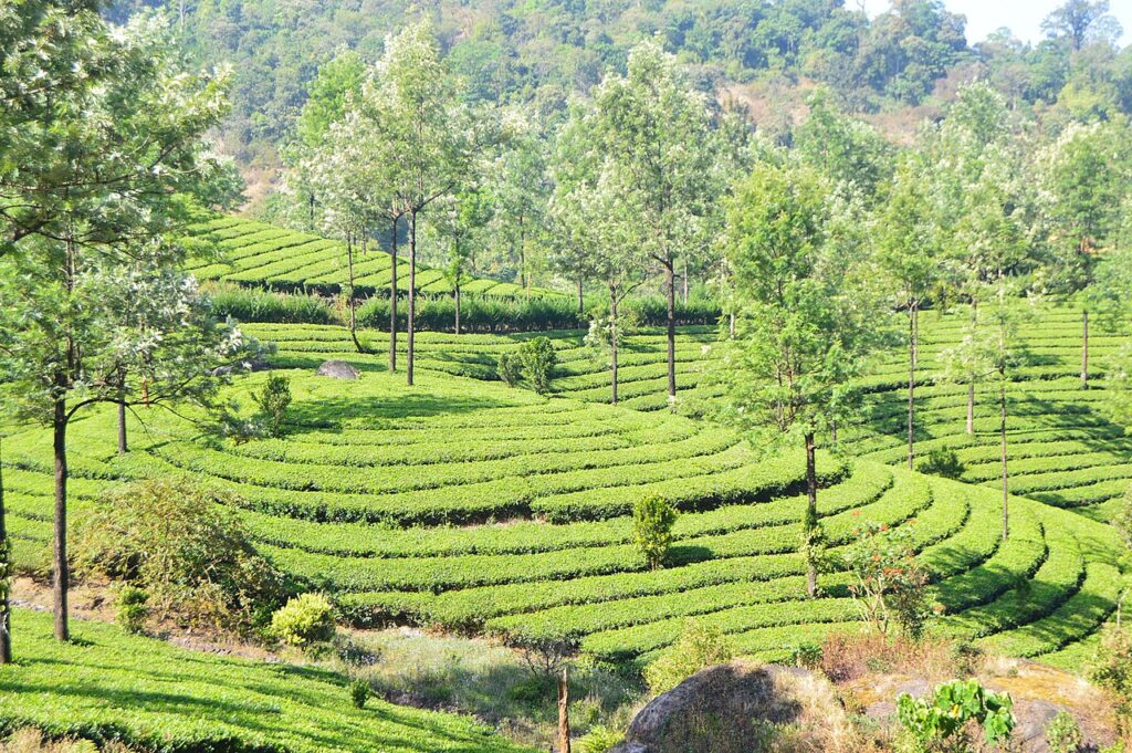 Tea Plantations - Places to Visit in Munnar