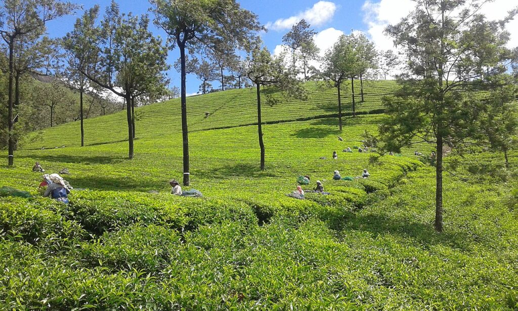 Tea Plantations