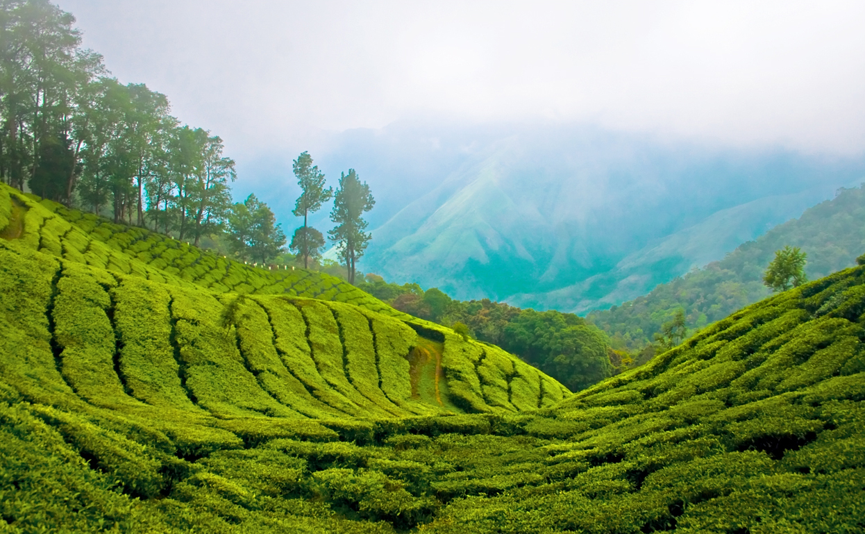 Top Station - Places to Visit in Munnar