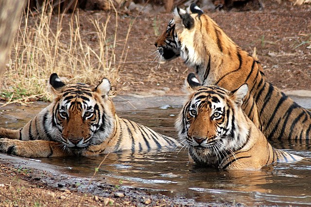 Ranthambore National Park