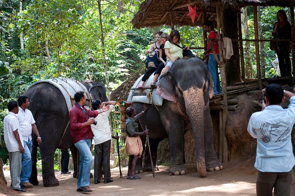 Elephant Rides - Ultimate Guide to Thekkady in Kerala