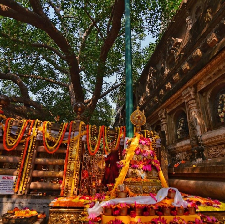 Sacred Bodhi Tree - Mahabodhi Temple Bodhgaya