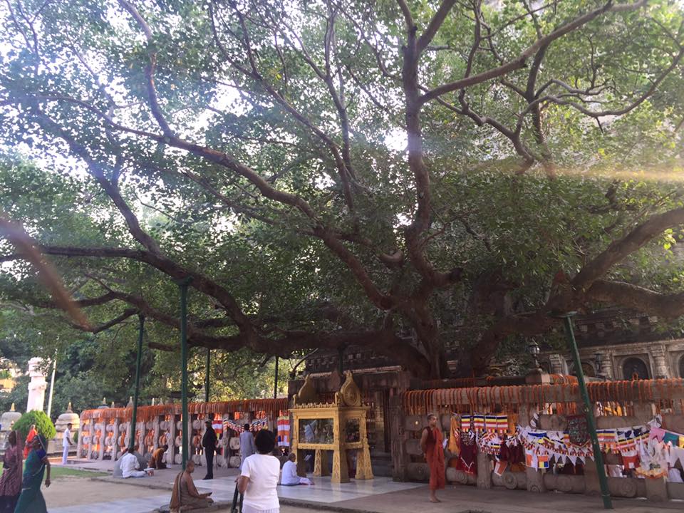 Sacred Bodhi Tree