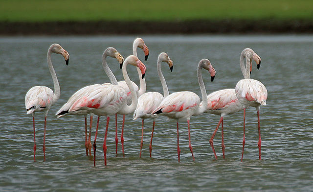 Greater Flamingoes