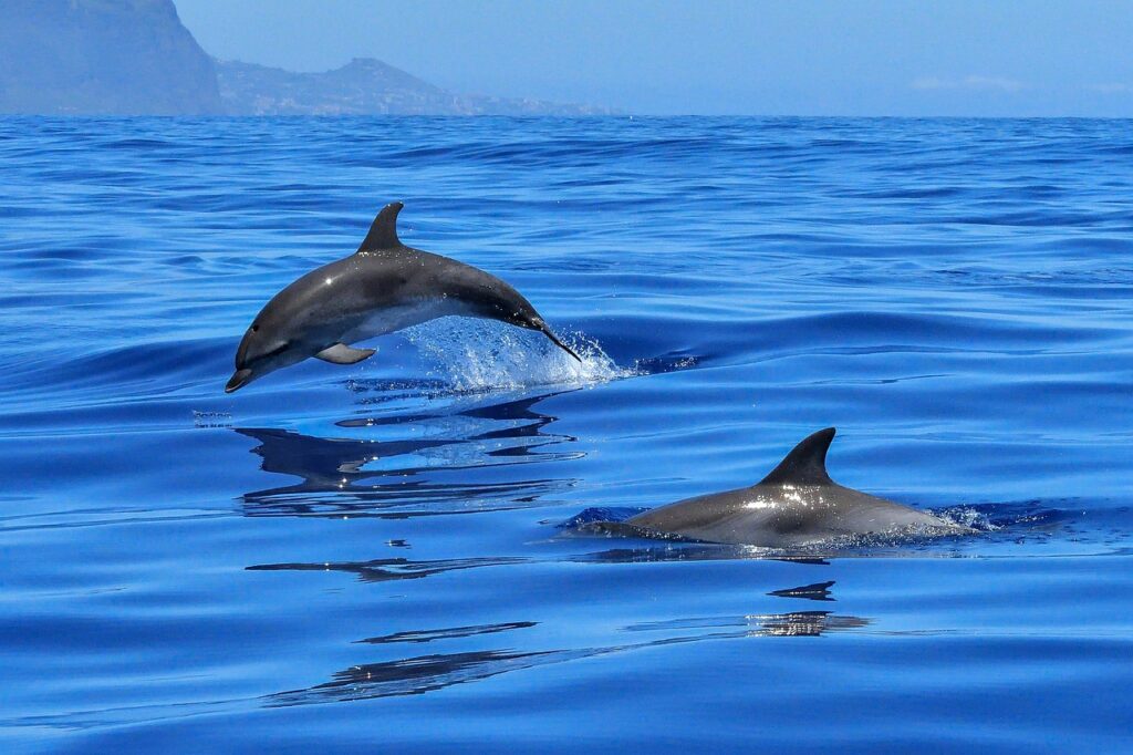 Dolphin watching in India
