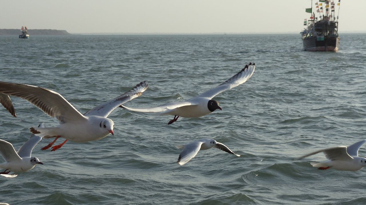 Gulf of Kutch, Gujarat