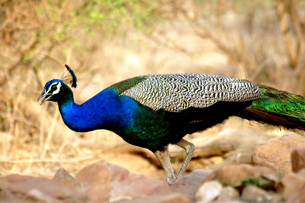 Sariska Tiger Reserve in Rajasthan