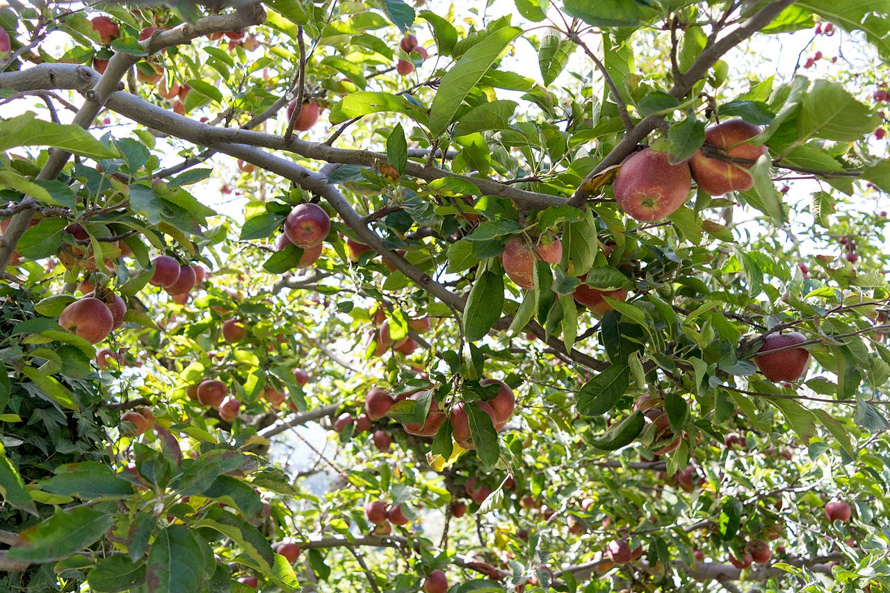 Apple Orchards of Kothkai in Shimla