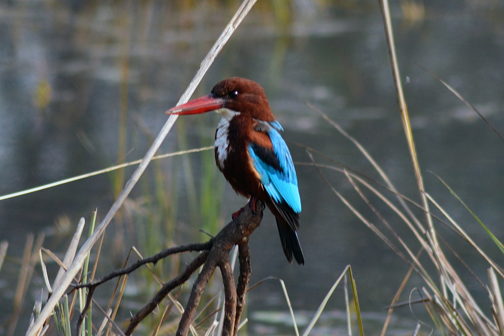 Bharatpur Bird Sanctuary: A Guide to Birdwatching in India