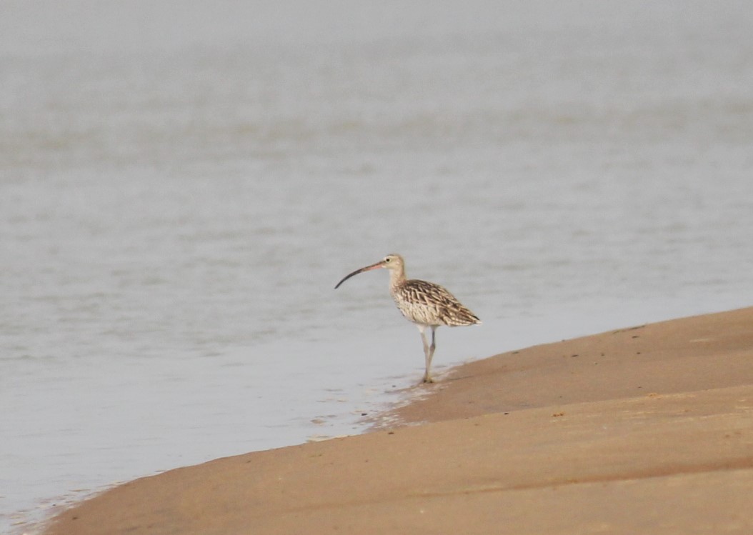 Chilika Lake, Odisha