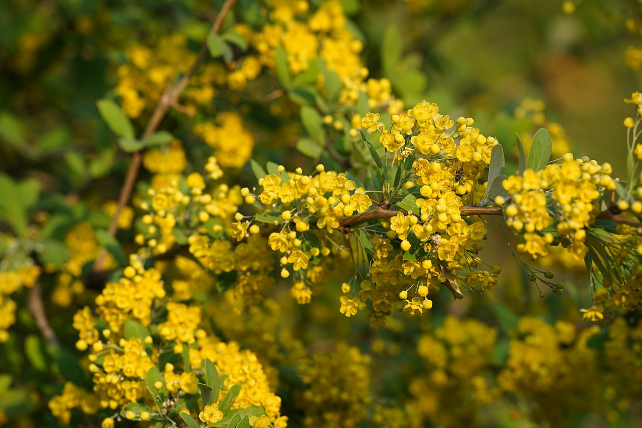 Celebrate the Festival of Flowers: Kandali Festival in Uttarakhand