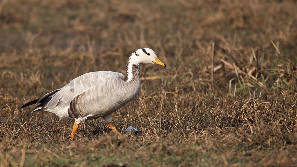 Bar-headed geese at Keoladeo National Park