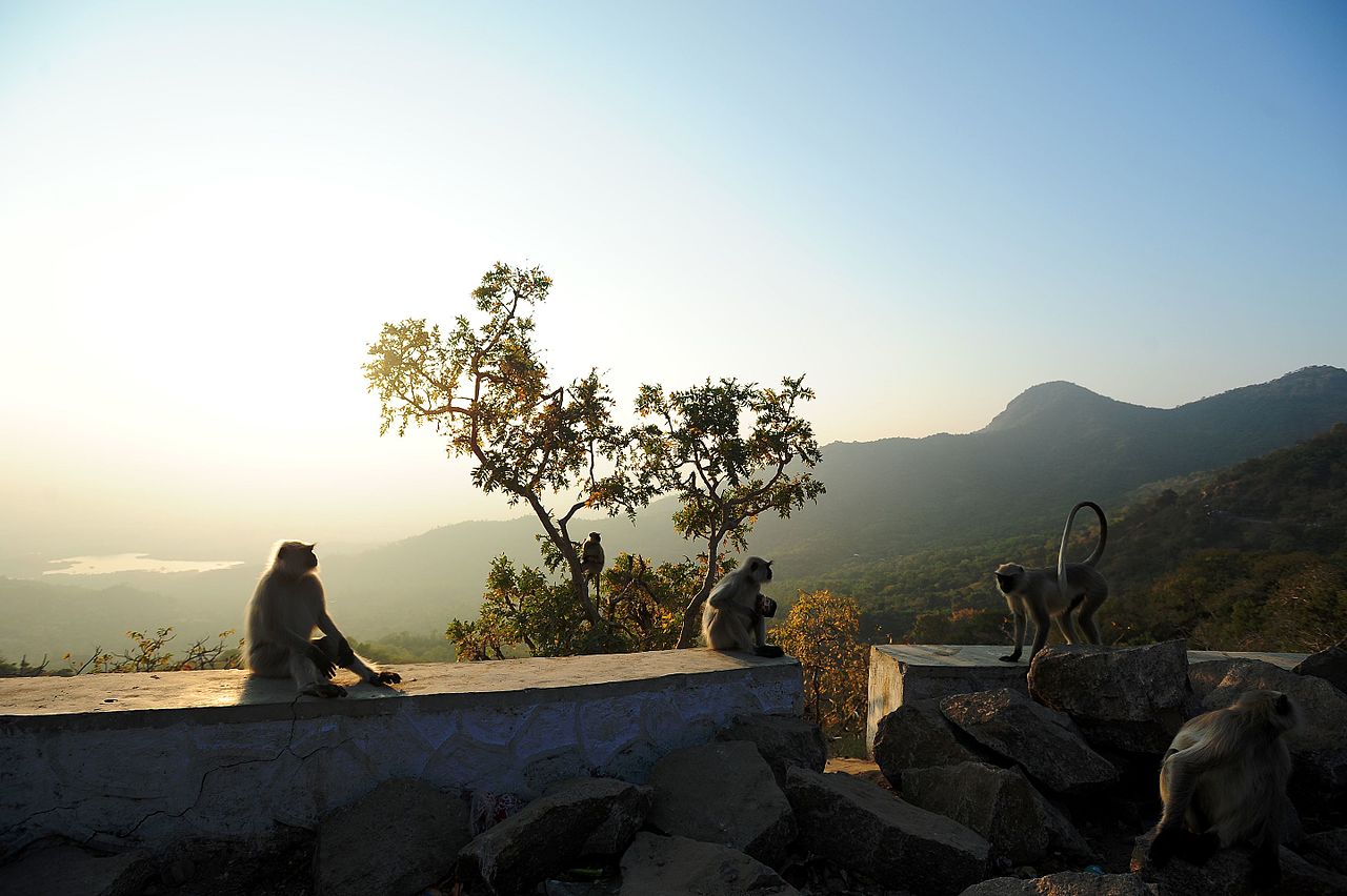 Mount Abu Wildlife Sanctuary